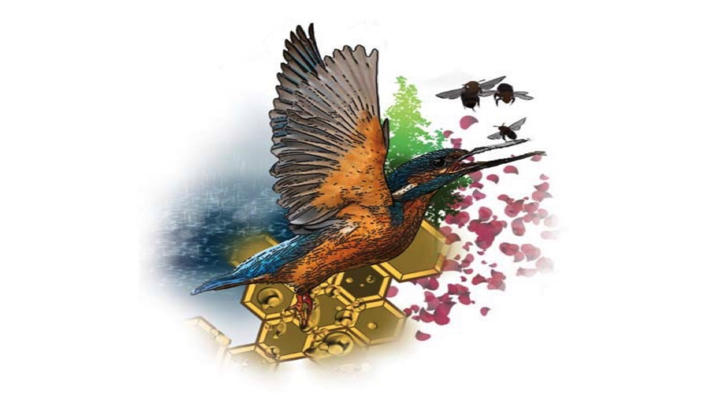 Kingfisher Project